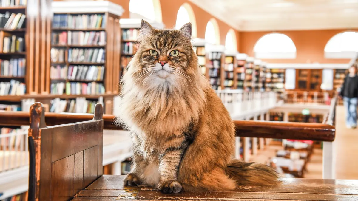 Knihovnu na Oxfordu řídí kocour. Pomáhá studentům a do práce jezdí autobusem
