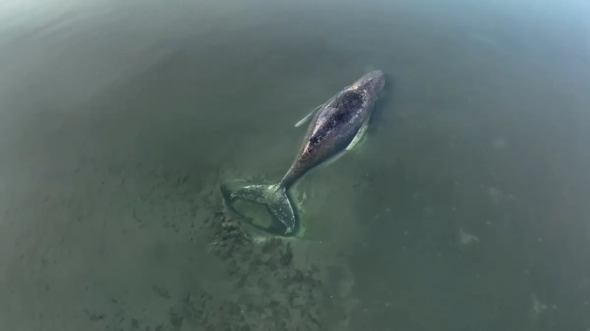 Uvázlá velryba Timmy čeká na smrt