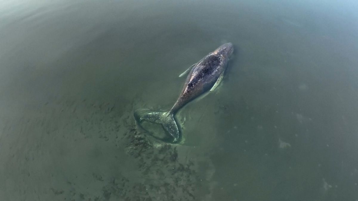 Má velryba Timmy šanci? Voda v zátoce nečekaně stoupá