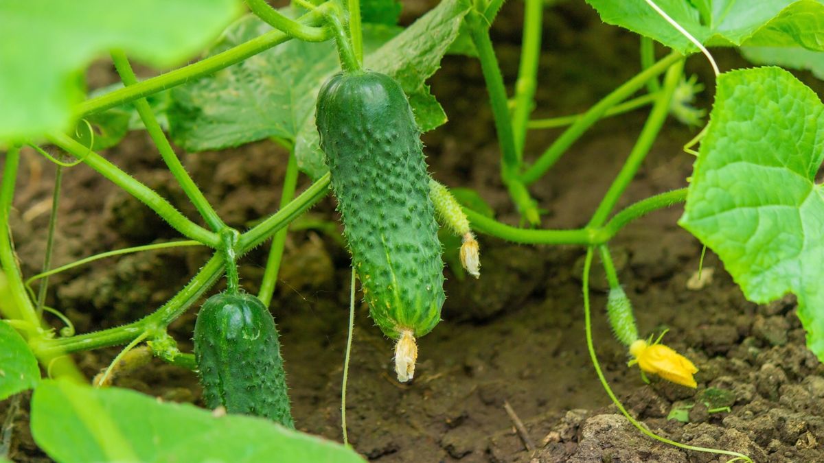 Nastává čas pro předpěstování okurek. Které odrůdy vybrat a jak na to