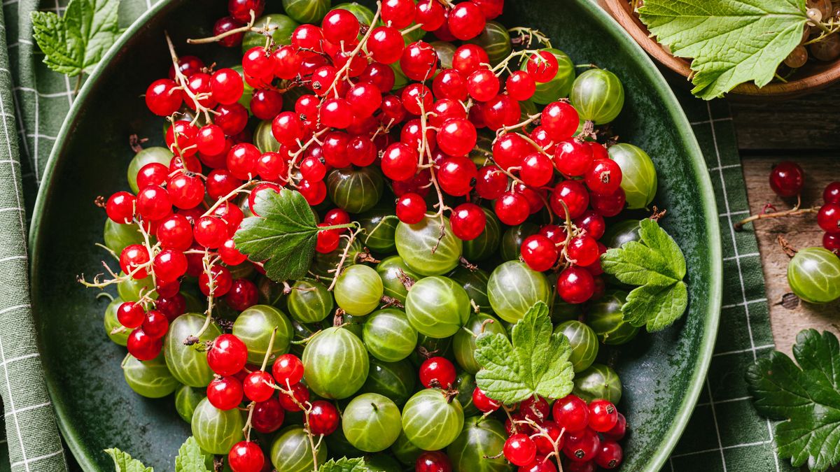 Po jakých odrůdách rybízu a angreštu sáhnout? Vybírejte pečlivě, rozdíly jsou značné