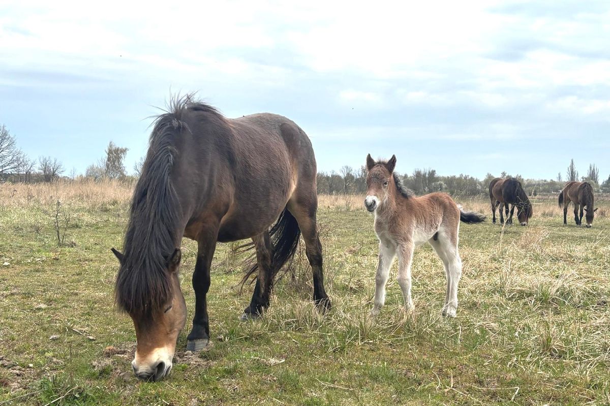 O první letošní hříbata divokých koní z Milovic je zájem v Čechách i v zahraničí
