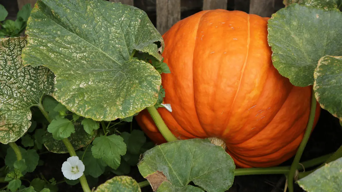 Chcete, aby se zahrada na podzim rozzářila pestrými barvami dýní? Je čas na první krok