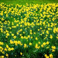 Narcisy pokvetou zhruba dva až tři týdny. 