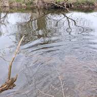 Stopař skončil v Radbuze