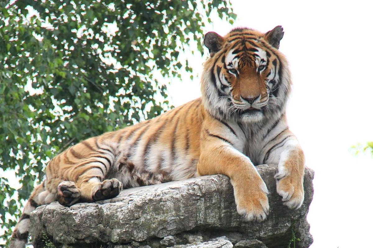 Hodonínská ZOO přišla o svůj symbol. Za uhynulého ussurijského tygra už hledají náhradu