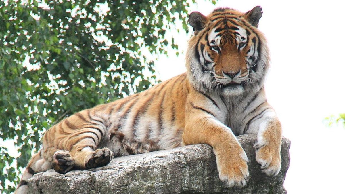 Hodonínská ZOO přišla o svůj symbol. Za uhynulého ussurijského tygra už hledají náhradu