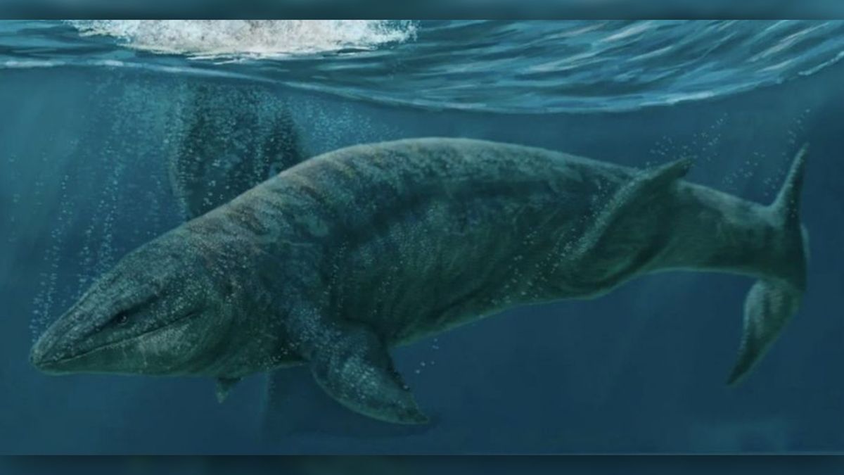 Mořský predátor z doby dinosaurů. Vědci popsali tvora, který dominoval pobřežním vodám dnešního Mexika