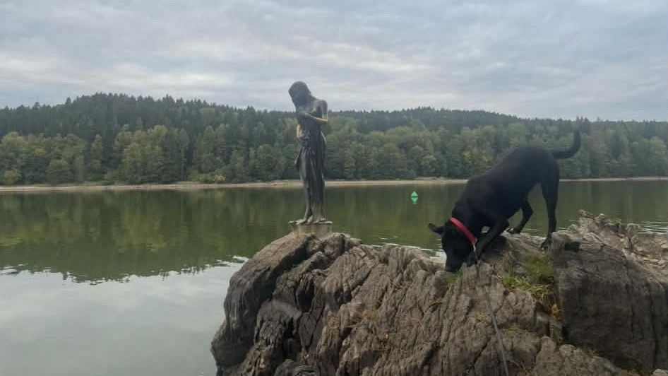 U Lipna uhynuli už čtyři psi během několika dní