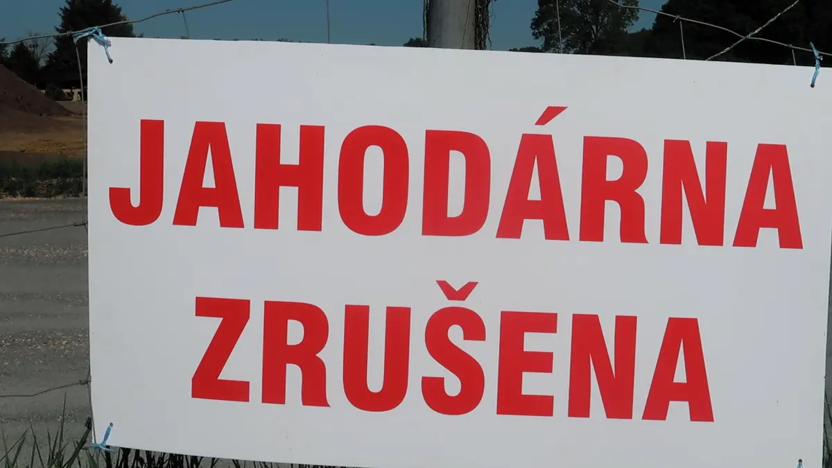 Plzeňané přišli o svojí oblíbenou jahodovou plantáž, majitel zatoužil po klidu