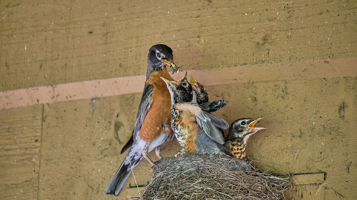 Ptáci se uhnízdili na kole auta. Zákazník musí počkat, než mláďata vylétnou