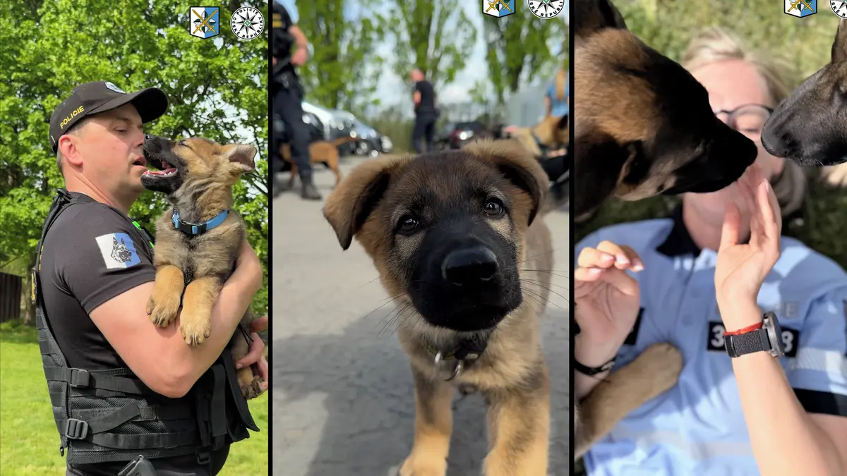 Lumpové, třeste se! Tlapková patrola na severu Moravy posílila o nováčky