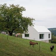 Kozy a ovce na pastvinách v okolí jsou přesně tím prvkem, který podtrhuje typickou atmosféru venkovské krajiny nejenom na Slovensku.