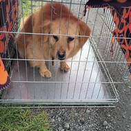 Výživný stav byl ale podle veterinářů dobrý.