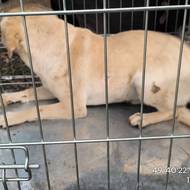 Veterináři a jejich spolupracovníci odebrali z chovu deset dospělých psů, dvě štěňata a pět kohoutů.