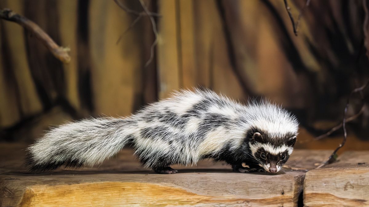 Zoo ve Dvoře Králové má dva nové obyvatele. Jsou to zorily malé