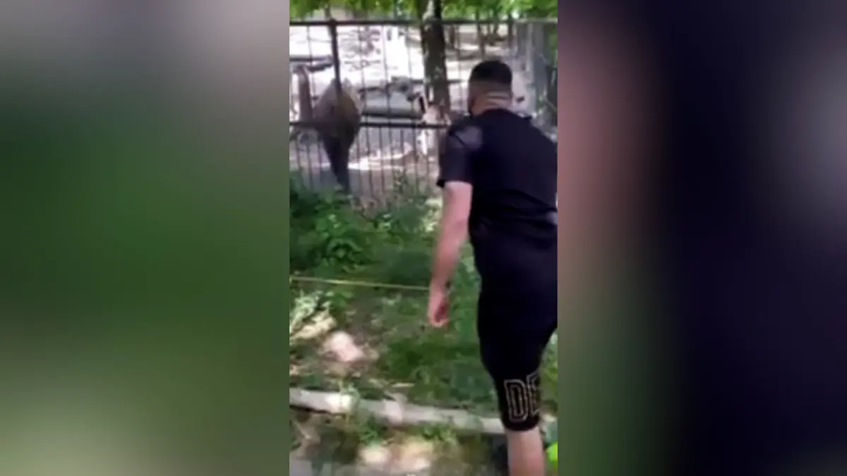 Brněnská zoo zveřejnila video s neukázněným návštěvníkem, který klackem plaší takina indického