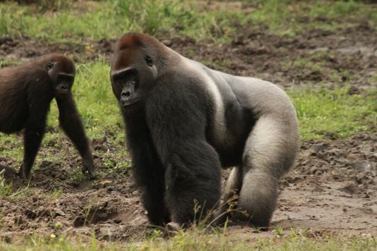 V srdci Afriky sdílejí lidé, psi a primáti stejné parazity, zjistili vědci z Česka