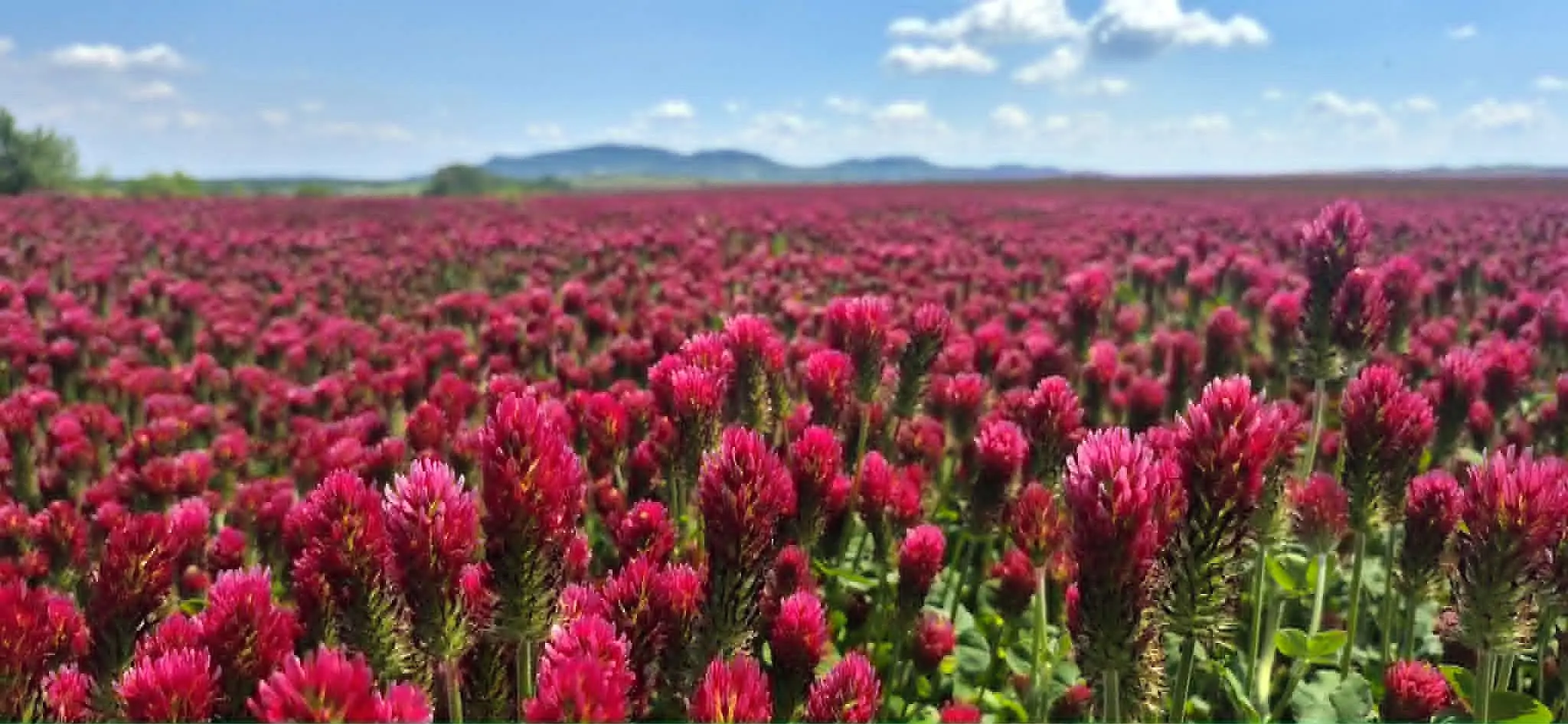 jetel