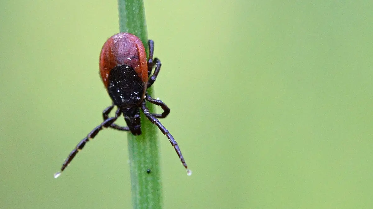 Nebezpečné patogeny přenáší na Moravě každé páté klíště, zjistili výzkumníci