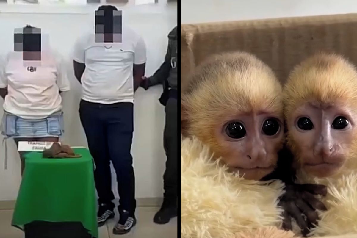 Pašeráci chtěli propašovat opičí mláďata přilepená ke genitáliím
