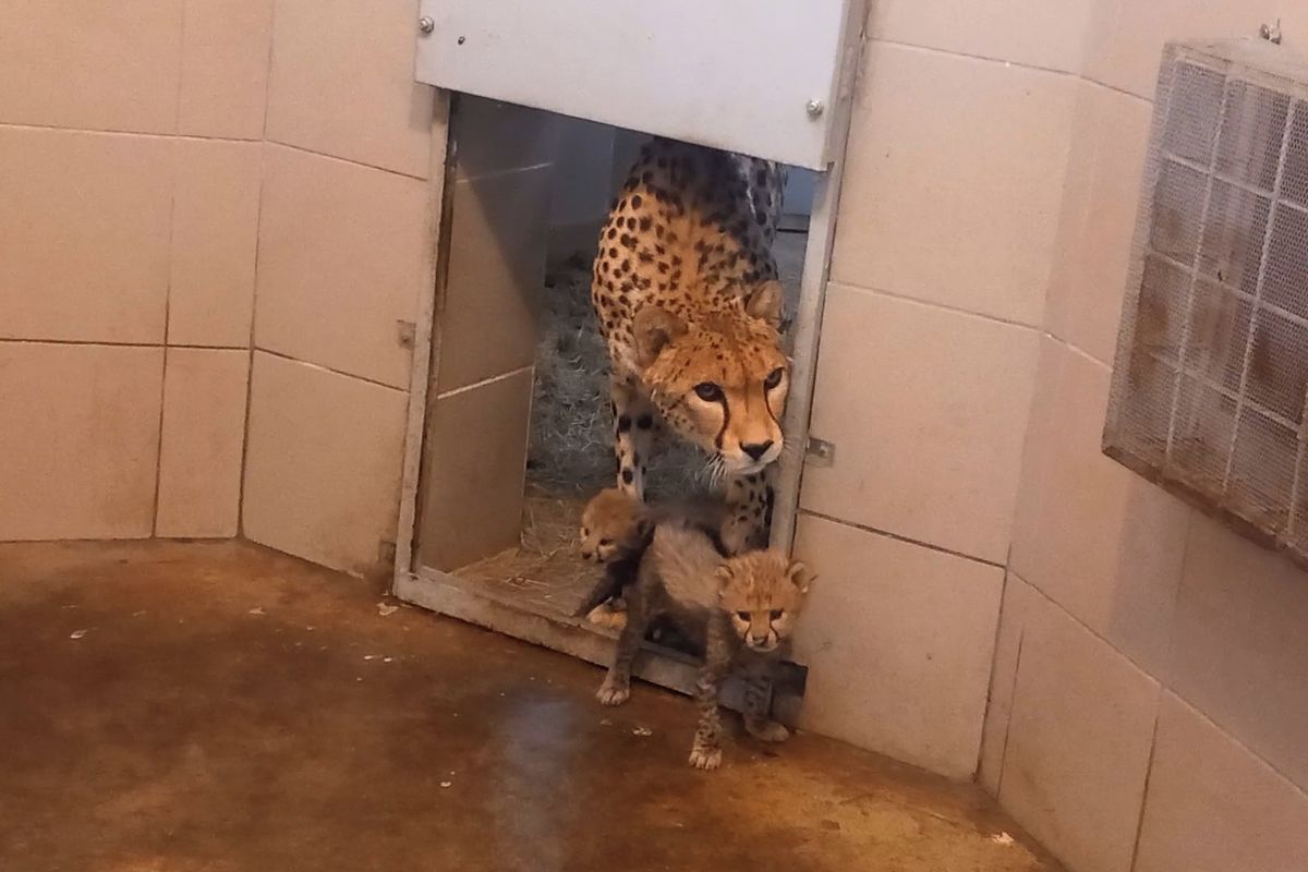 Gepardí šesterčata se mají k světu. V olomoucké zoo je natočili