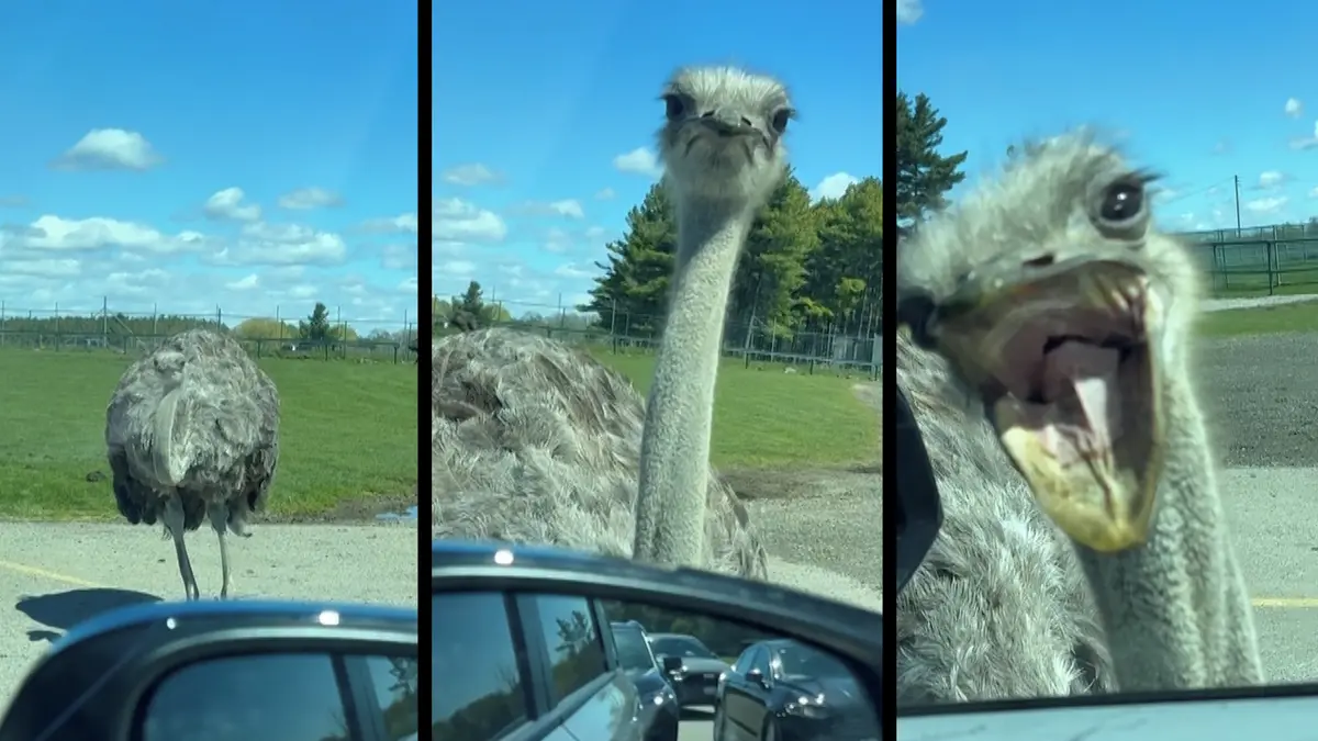 Blízké setkání s pštrosem. Zvědavý pták se na safari pokoušel dostat do auta