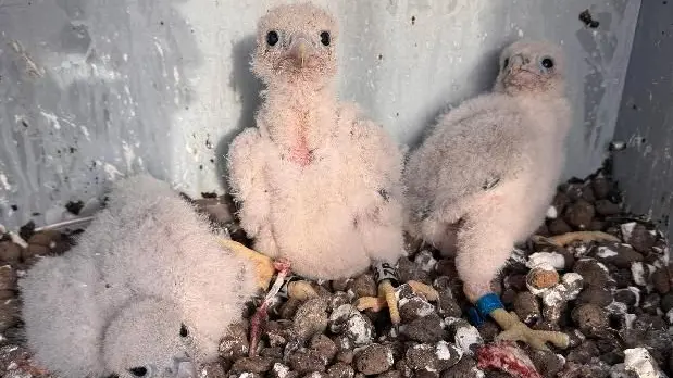 Ptačí porodnice. Na 90 metrů vysokém komínu písecké teplárny se vylíhla sokolí mláďata