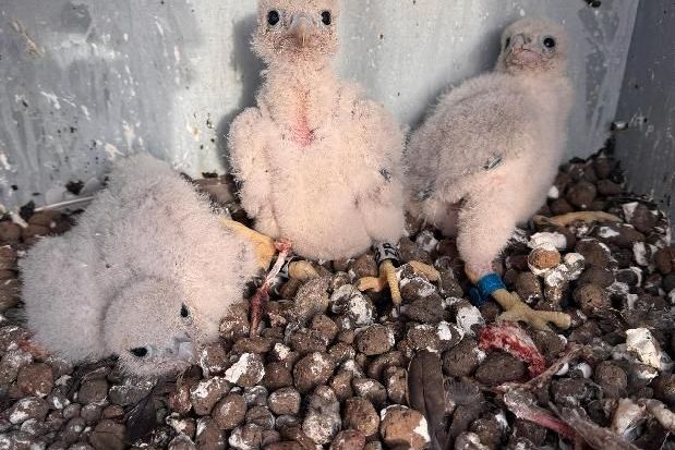 Ptačí porodnice. Na 90 metrů vysokém komínu písecké teplárny se vylíhla sokolí mláďata