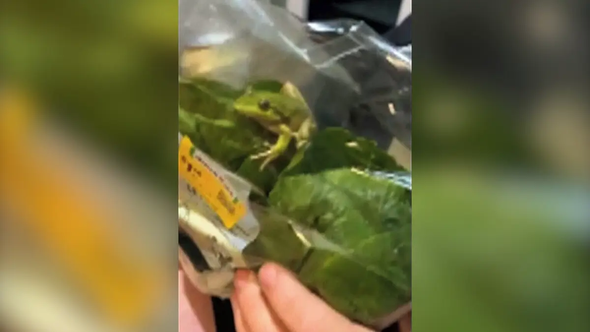 V sáčku se salátem ze supermarketu se schovávala malá žabka, na grilu neskončila