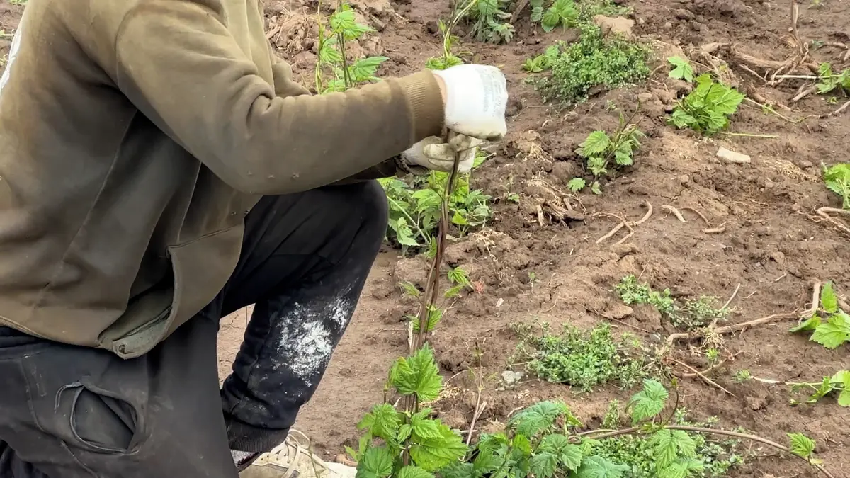 Na chmelnicích finišují jarní práce. Rostliny chmelové révy se ručně natáčejí na drát