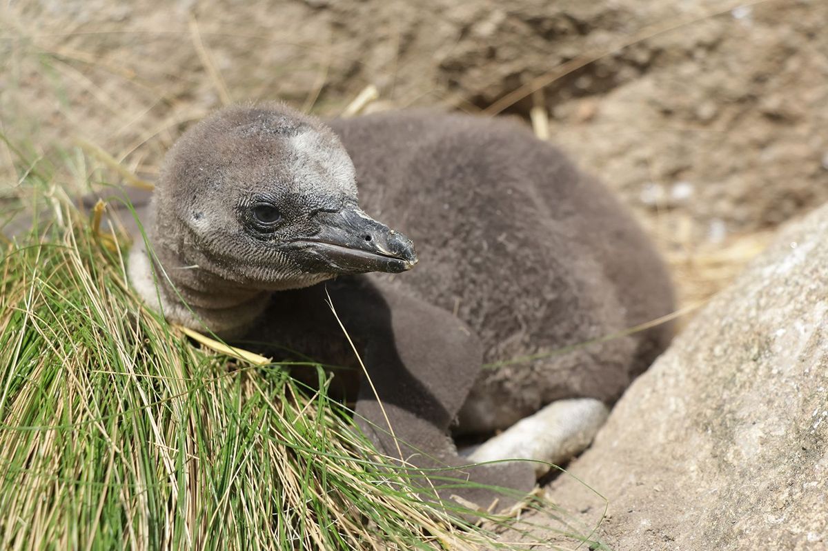 V plzeňské zoo se už rozkoukávají mláďata tučňáků