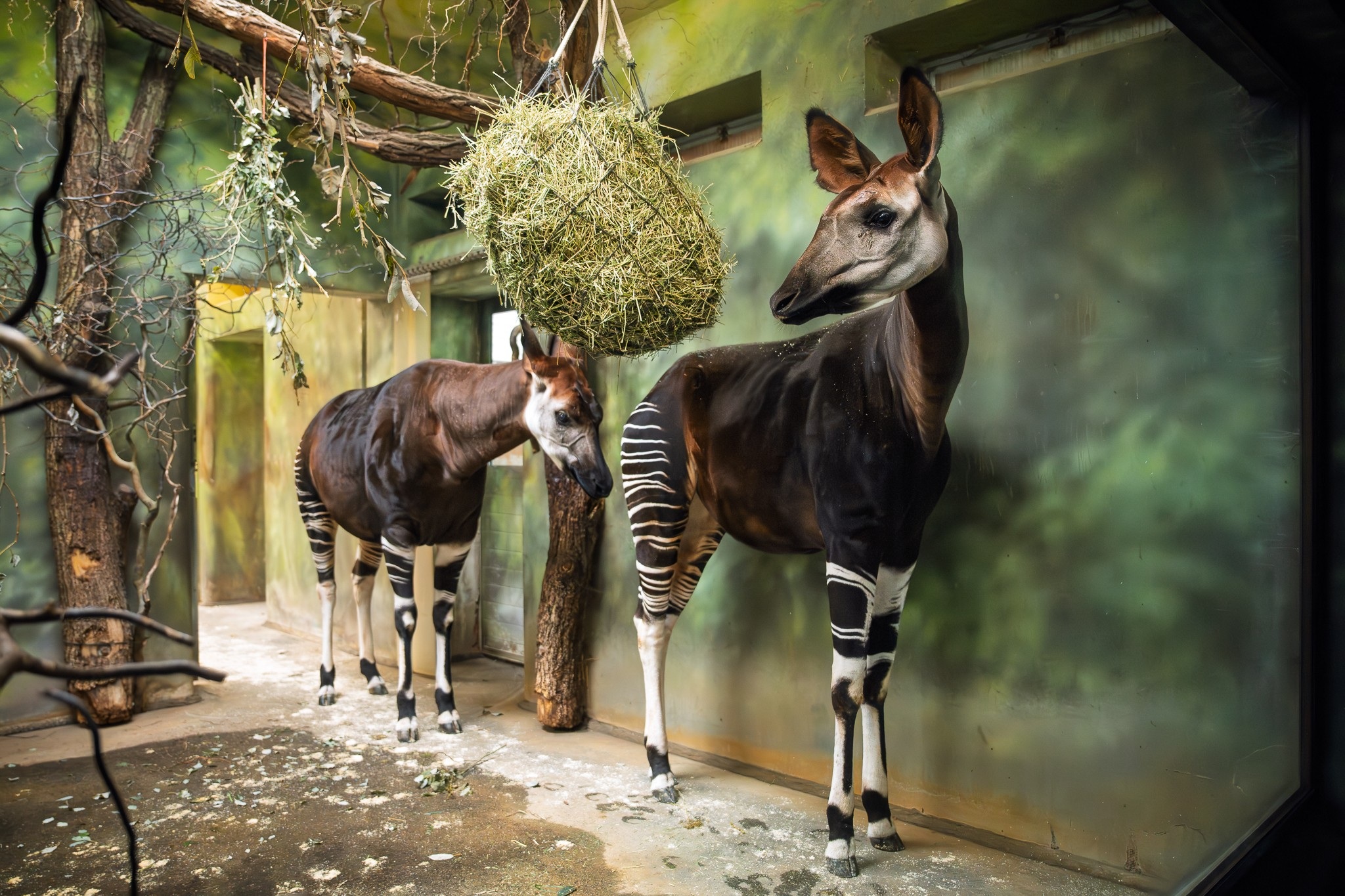 Safari park ve Dvoře Králové nad Labem má dvě okapi, druhá samice přicestovala z Itálie