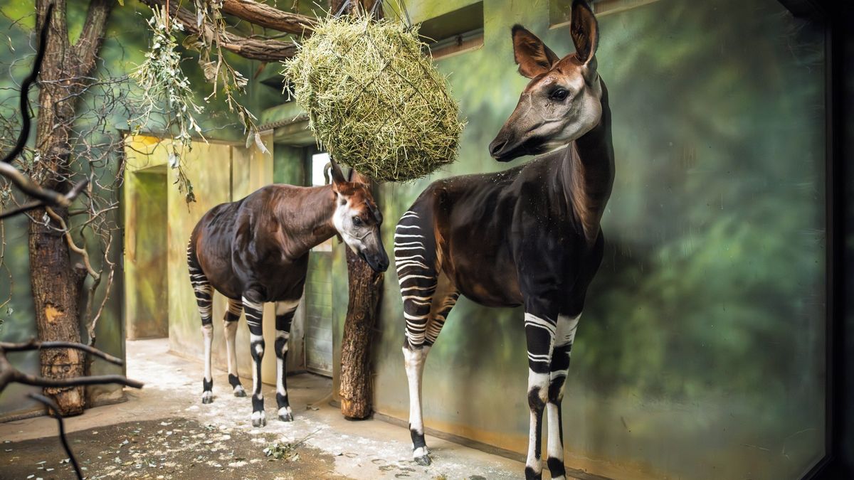 Safari park ve Dvoře Králové nad Labem má dvě okapi, druhá samice přicestovala z Itálie