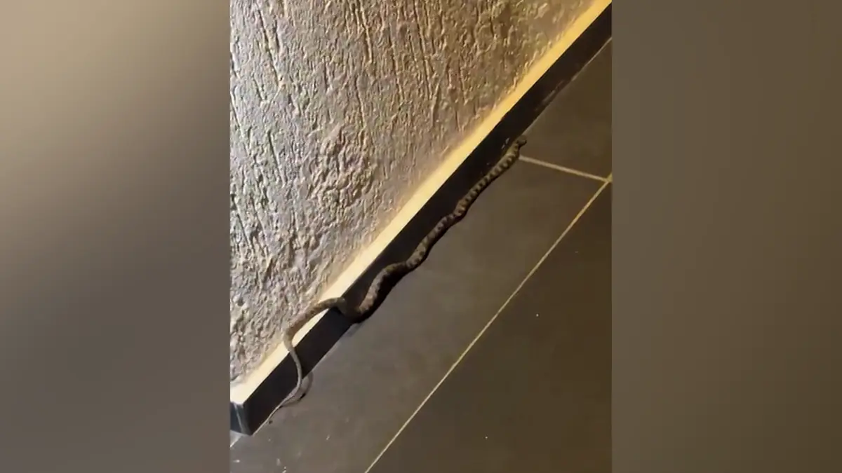 Turisty na Kosu překvapil had v hotelu