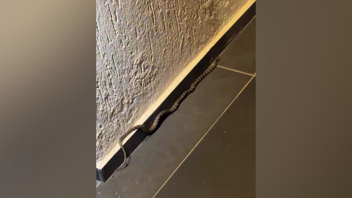 Turisty na Kosu překvapil had v hotelu