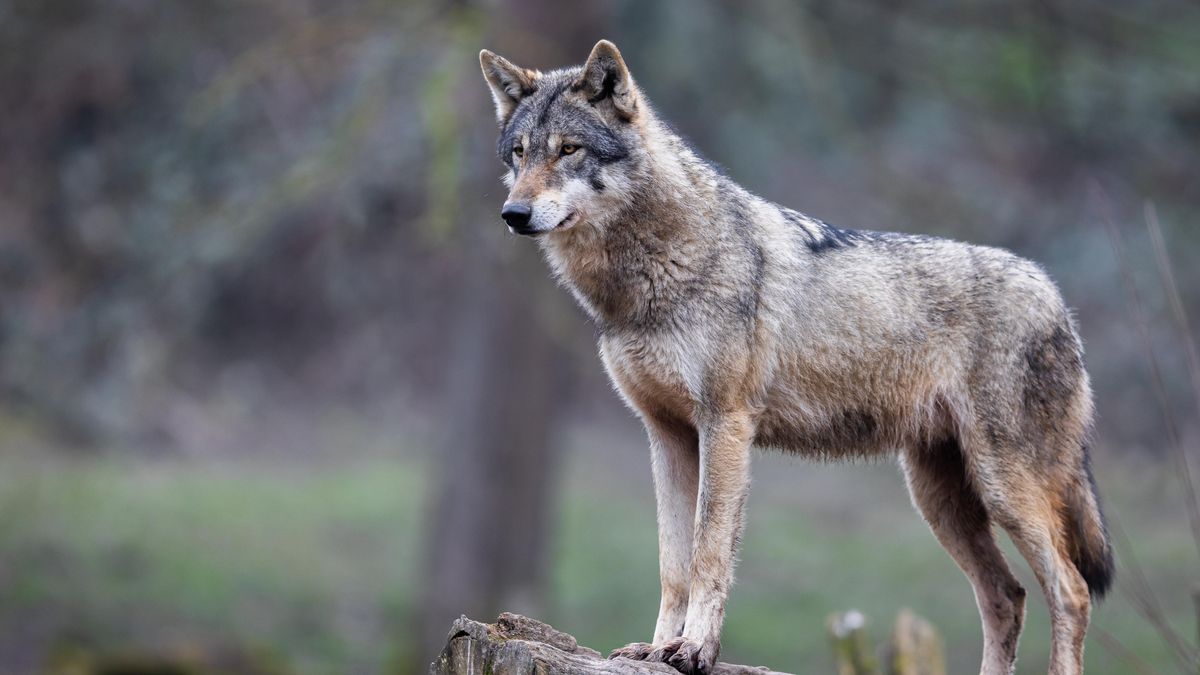 Načerno chovaný vlk se procházel ulicemi Skopje, skončil v zoo