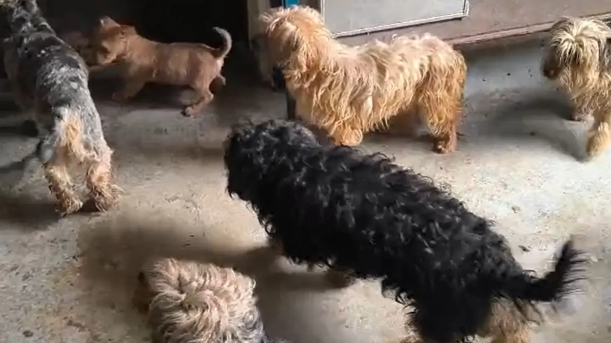 Veterináři odhalili množírnu psů na Mladoboleslavsku