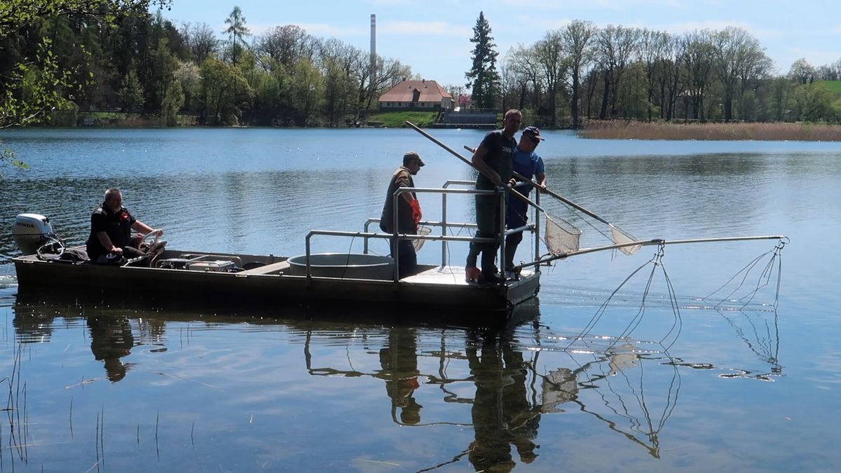 Invaze dravých slunečnic na plzeňském Boleváku. Rychle jich přibývá, ukázal průzkum
