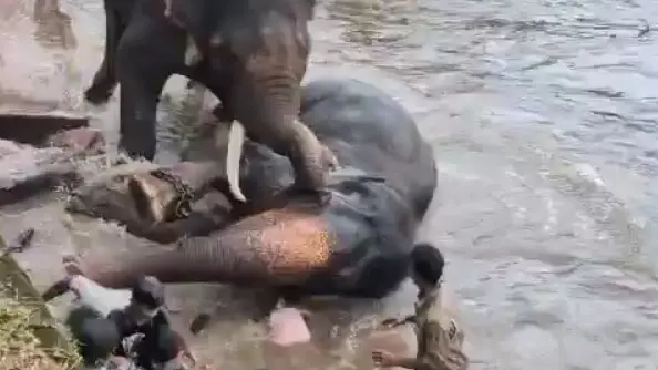 Slon v indickém safari parku rozdrtil ženu před zraky manžela a dcery. Svědci zachytili tragédii na video