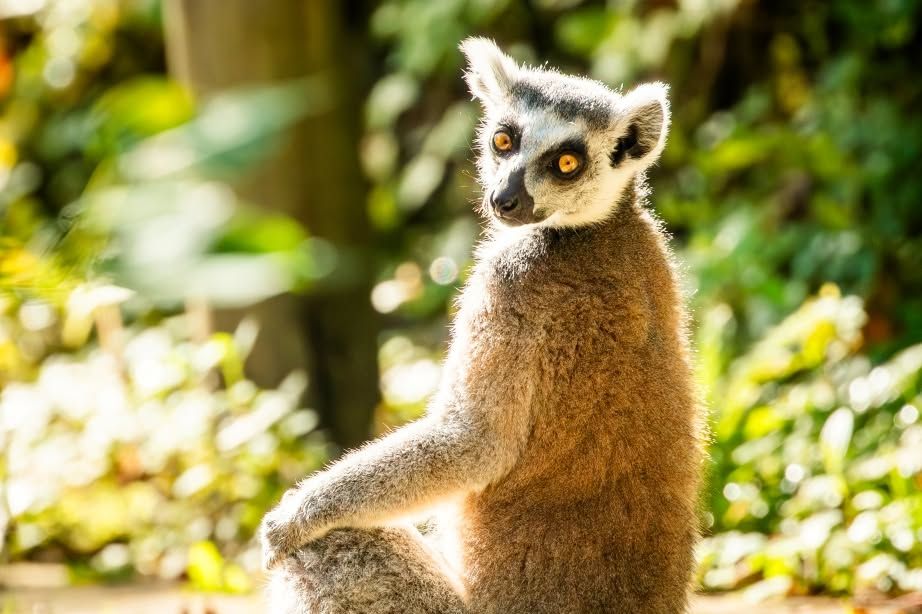 Uprchlý lemur si pochutnával na třešních v zahradě domu u ostravské zoo