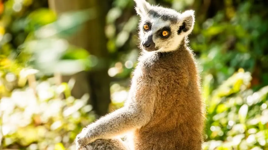Uprchlý lemur si pochutnával na třešních v zahradě domu u os
