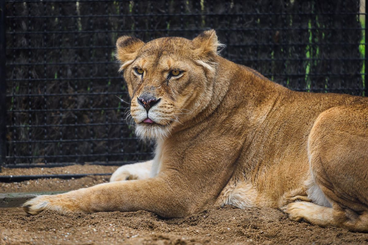 Z klece od soukromníka do lví seznamky. Zoo Zlín zachraňuje psychiku izolované lvice Elsy