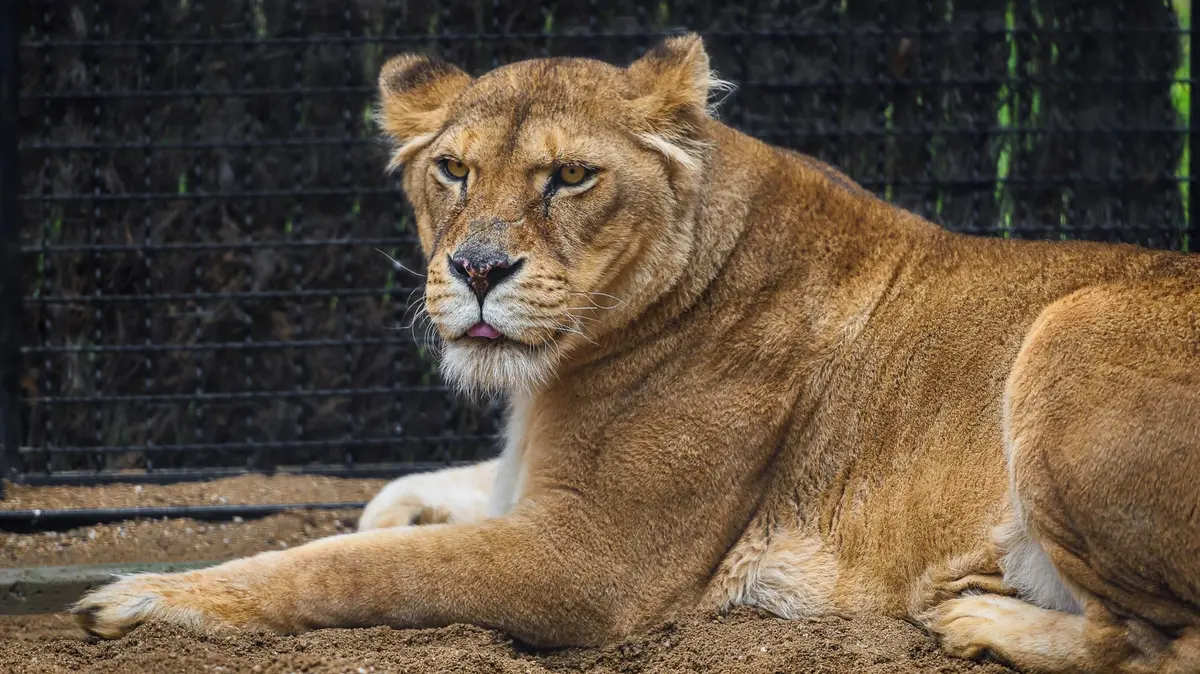 Z klece od soukromníka do lví seznamky. Zoo Zlín zachraňuje psychiku izolované lvice Elsy