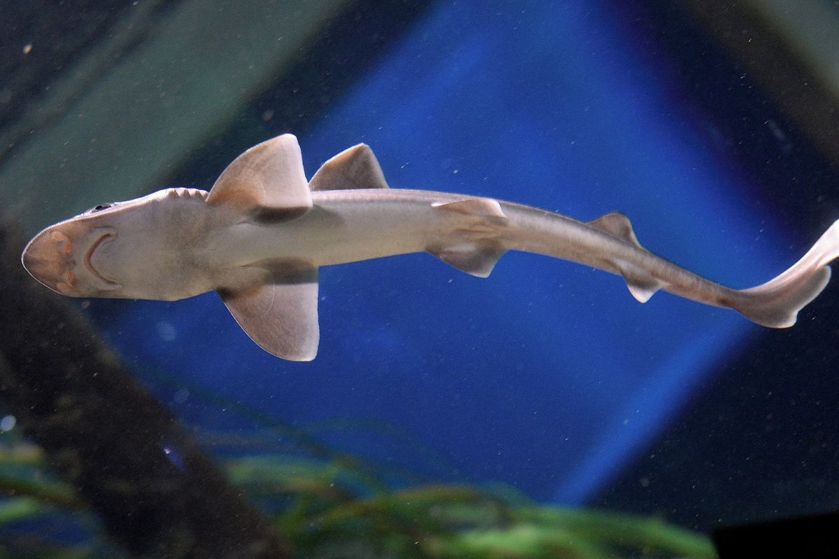 Atlantik vyplavil na belgické pobřeží stovku mrtvých žraloků