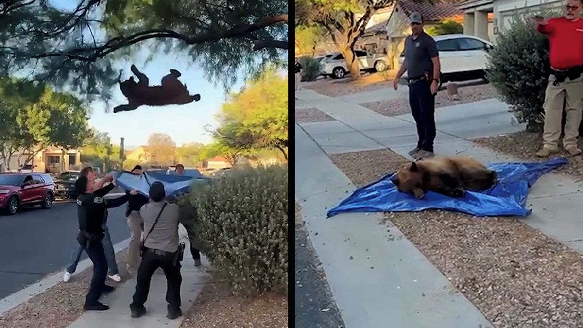 Uspaná medvědice v Arizoně spadla ze stromu jako hruška. Svědek natáčel