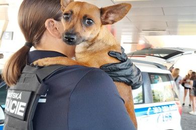 Fenka nastupovala do autobusů na nádraží ve Strakonicích. Zřejmě hledala cestu domů