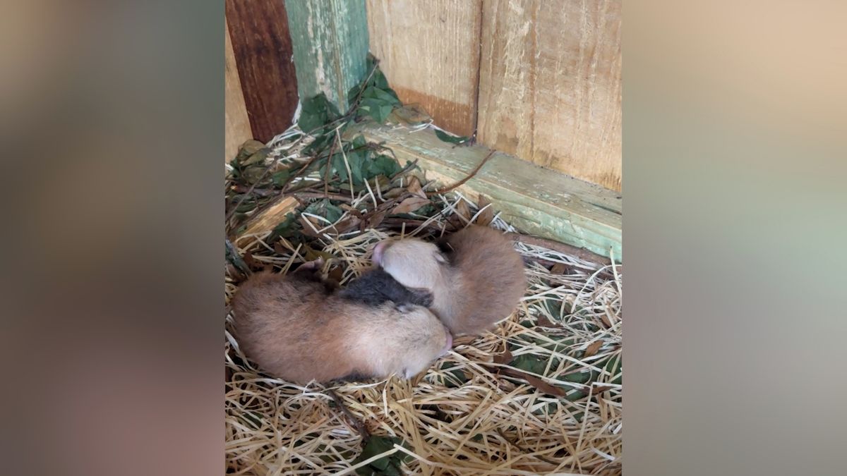 Nemáte doma bambus? Panda červená v olomoucké zoo nečekaně porodila dvojčata