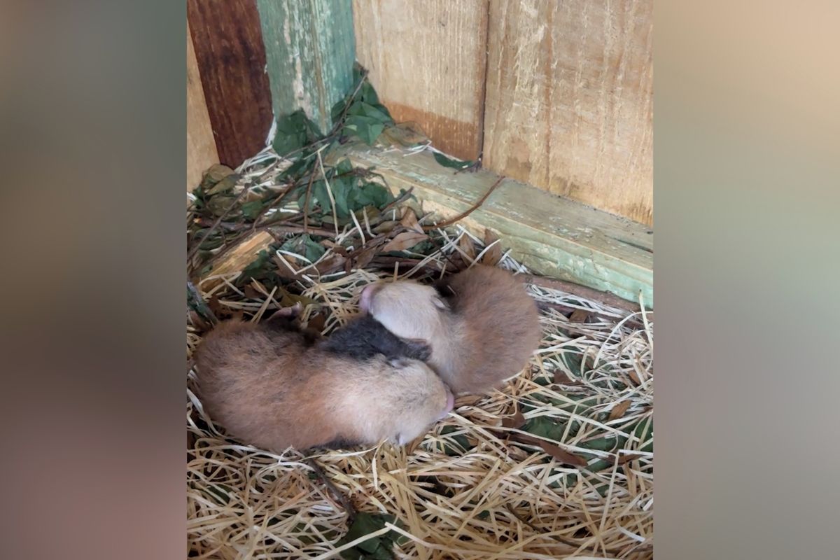 Nemáte doma bambus? Panda červená v olomoucké zoo nečekaně porodila dvojčata