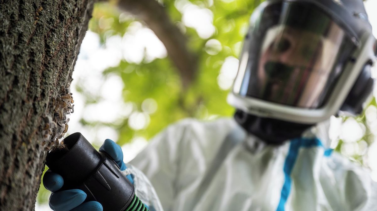 V Německu bojují s motýlem, jehož jedovaté chlupy působí alergické reakce